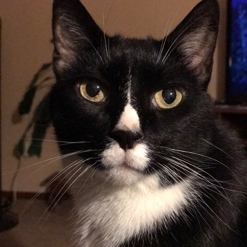 Meet your Posher, Colleen